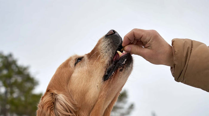best dog treats for training