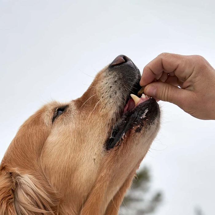 best dog treats for training