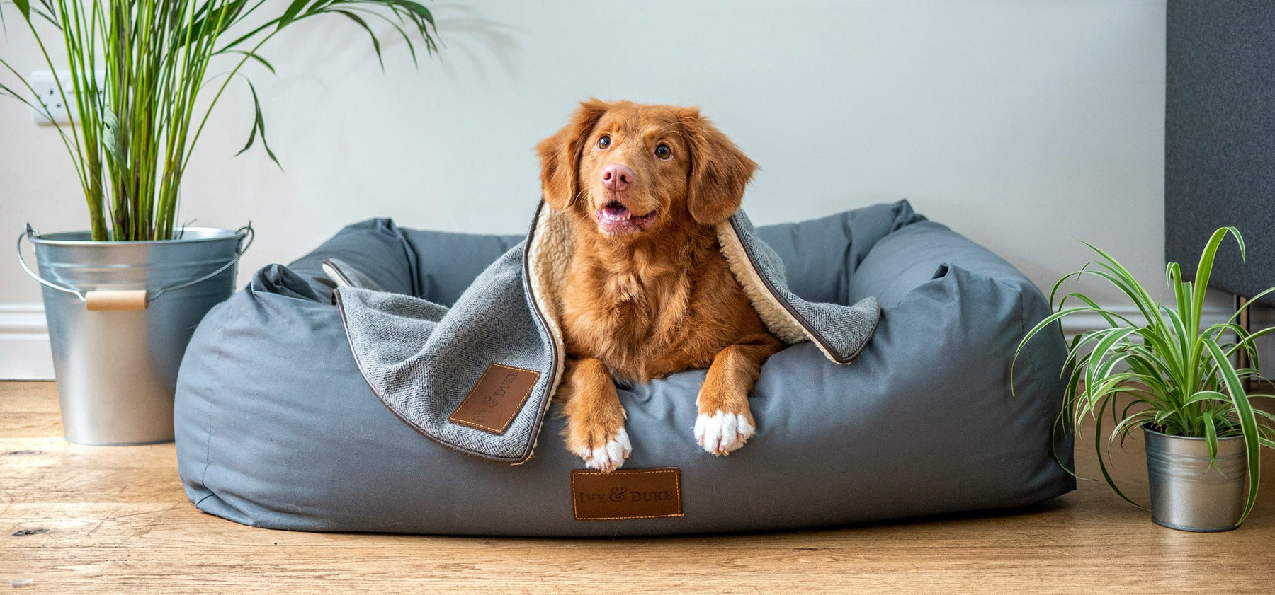 dog lying in blue dog bed