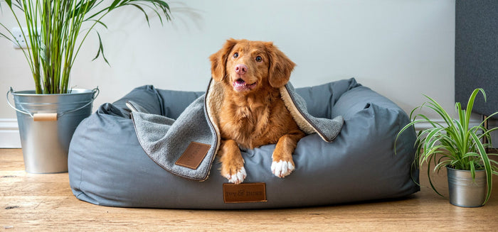 dog lying in blue dog bed