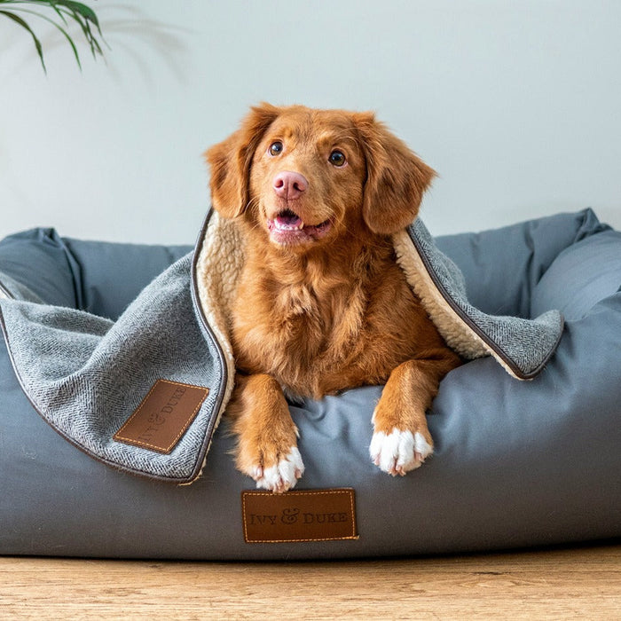 dog lying in blue dog bed