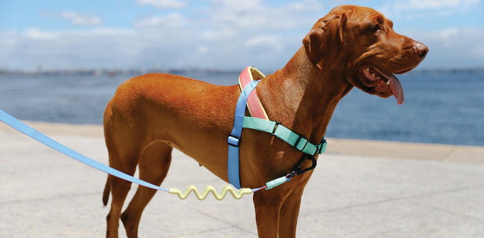 best no pull harnesses for dogs