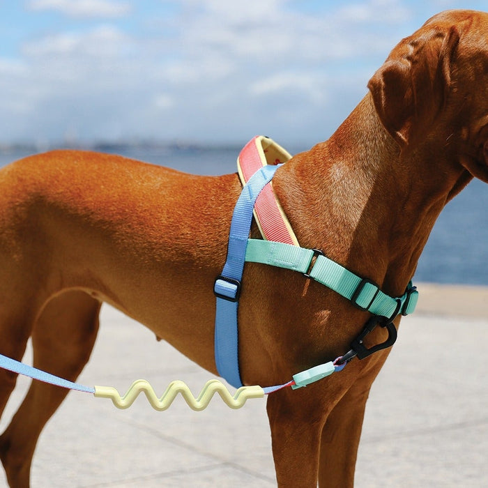 best no pull harnesses for dogs