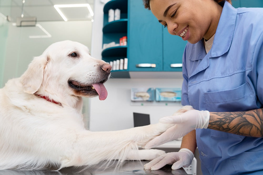 how to help your dog stay calm  during vet visits
