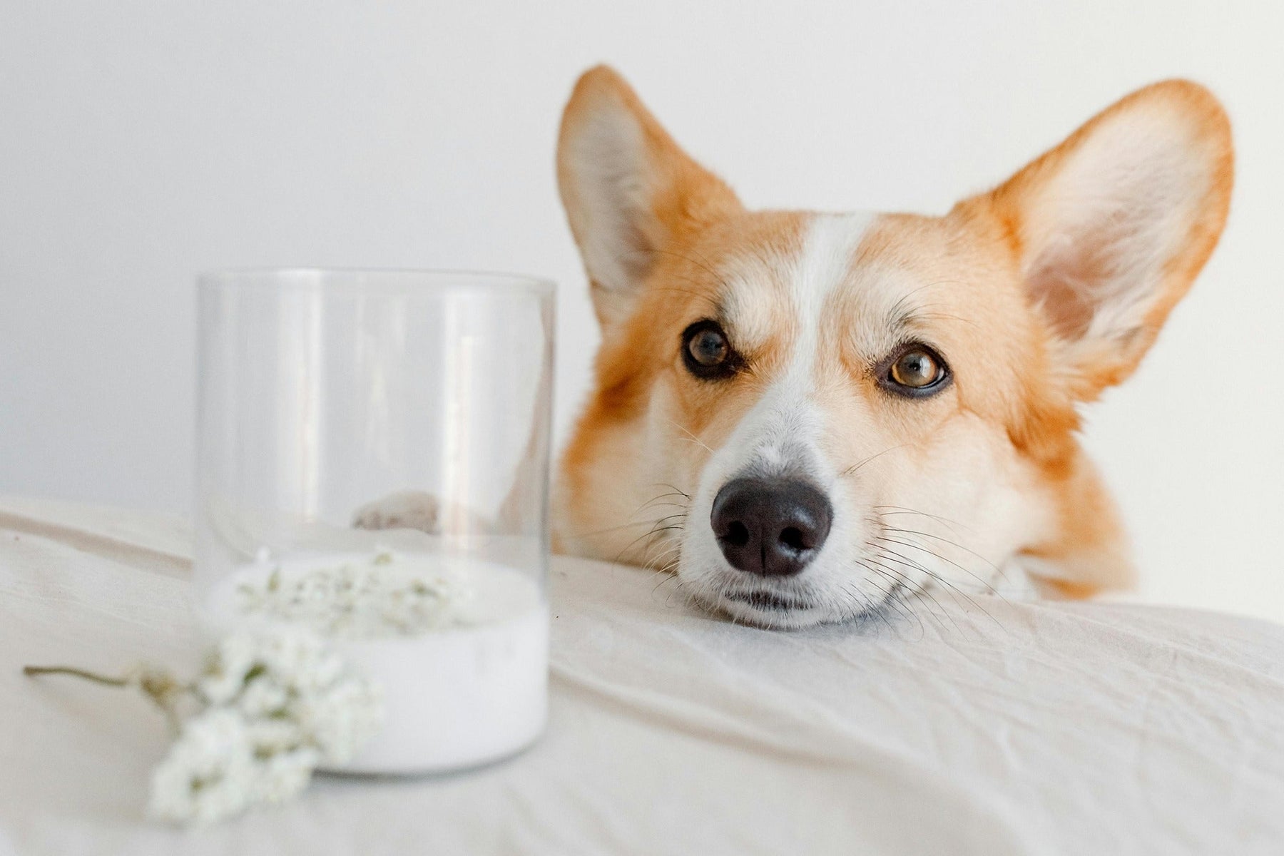 dog staring at glass of milk