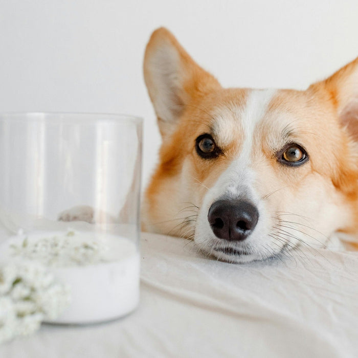 dog staring at glass of milk