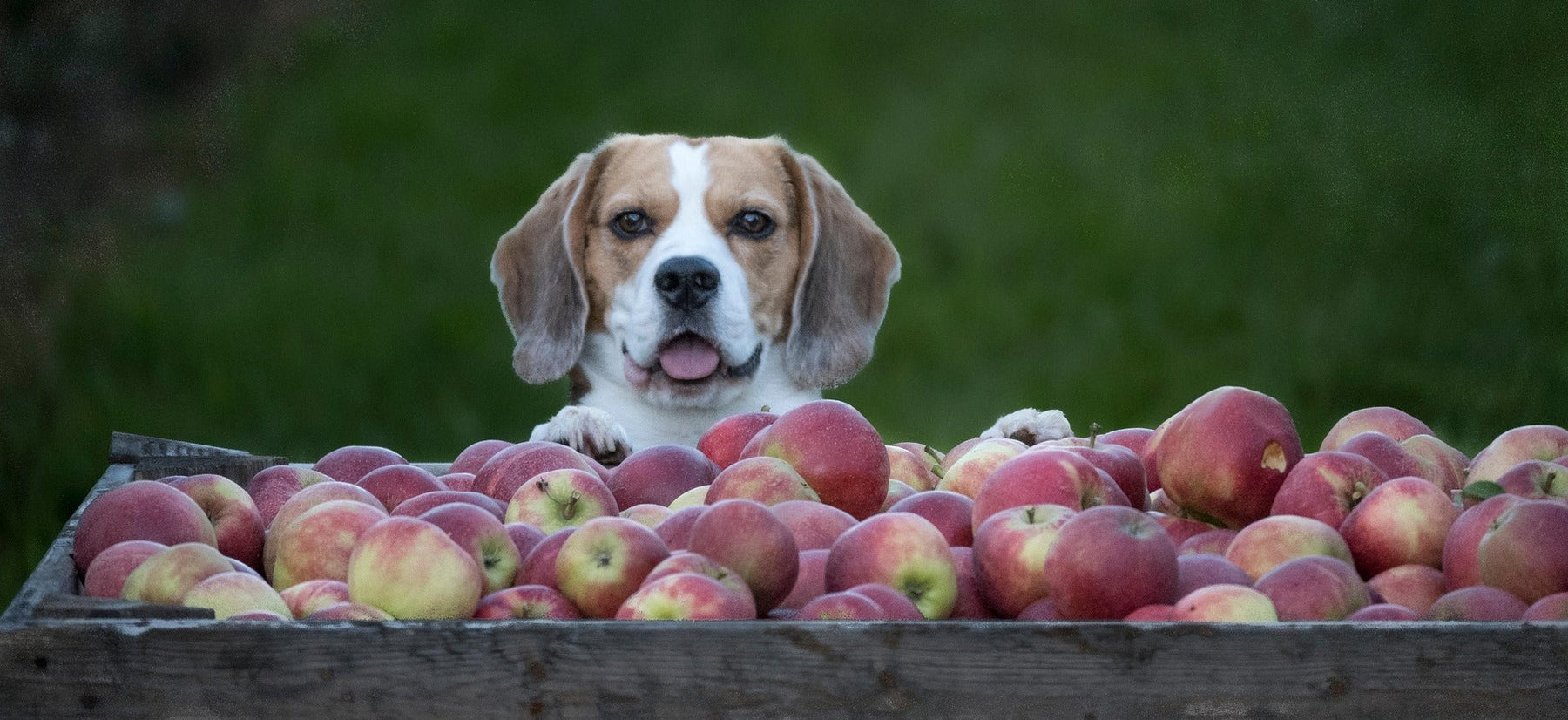 beagle sat in pile of apples