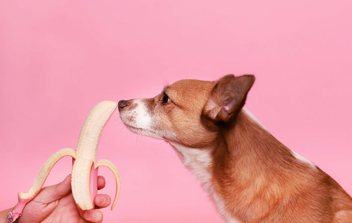 dog sniffing banana