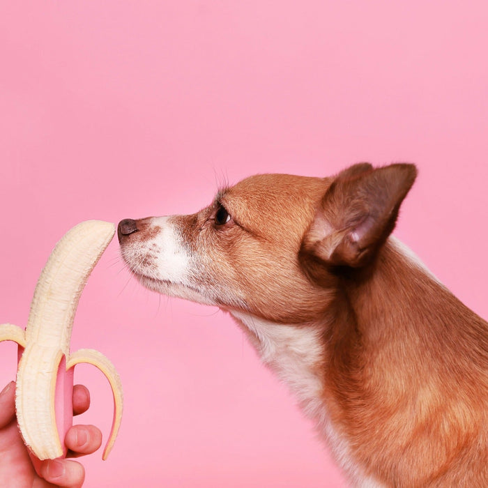 dog sniffing banana