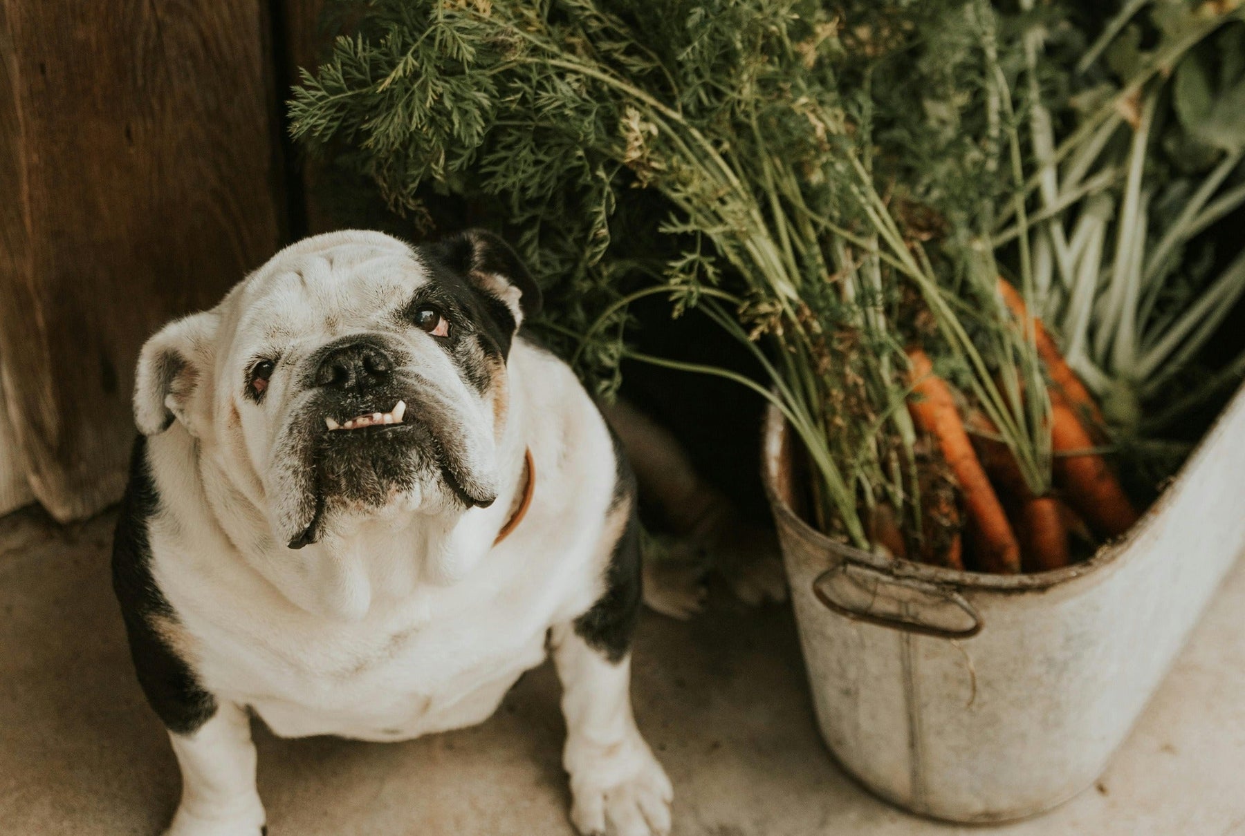 english bulldog with bag of carrots