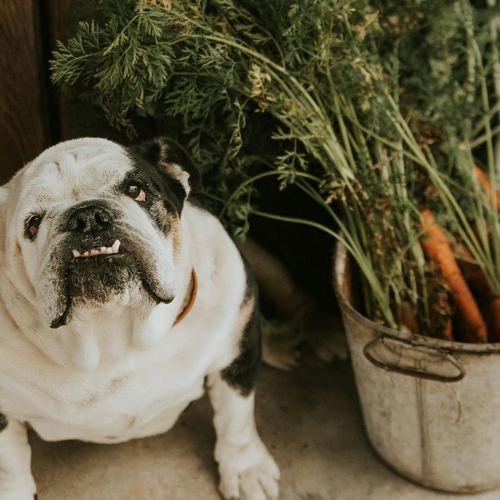 english bulldog with bag of carrots