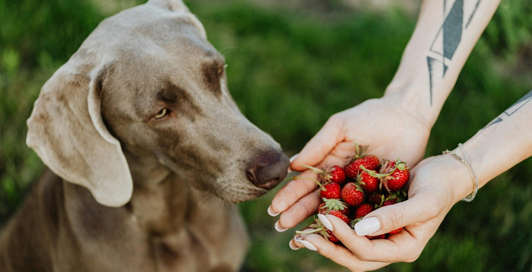 dog sniffing at strawberries in hands