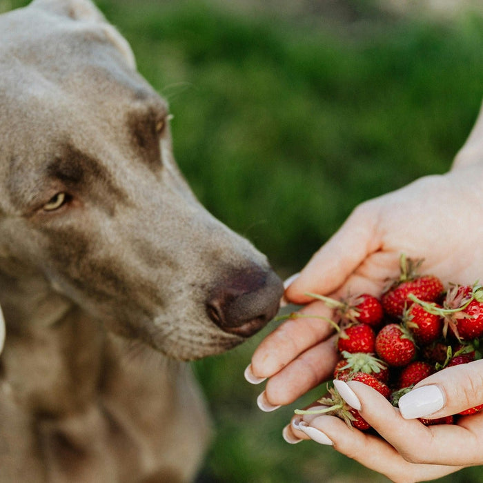 dog sniffing at strawberries in hands