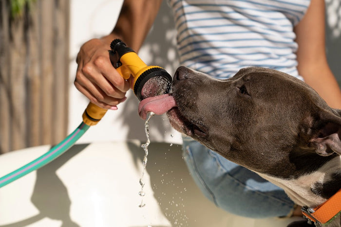 dog drinking from hose