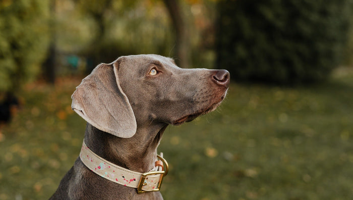 Dog Collar