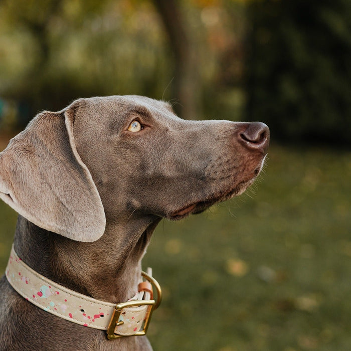 Dog Collar
