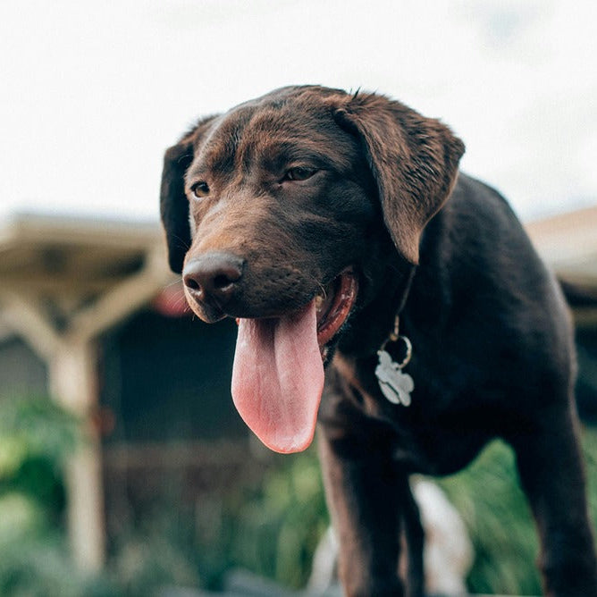 when is it too hot to walk dogs