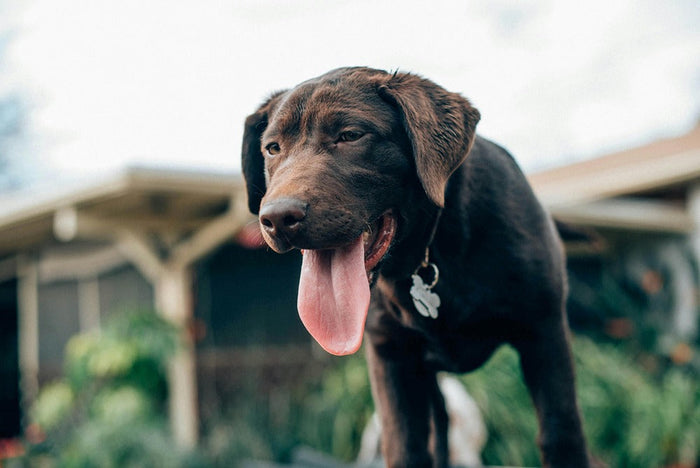 when is it too hot to walk dogs