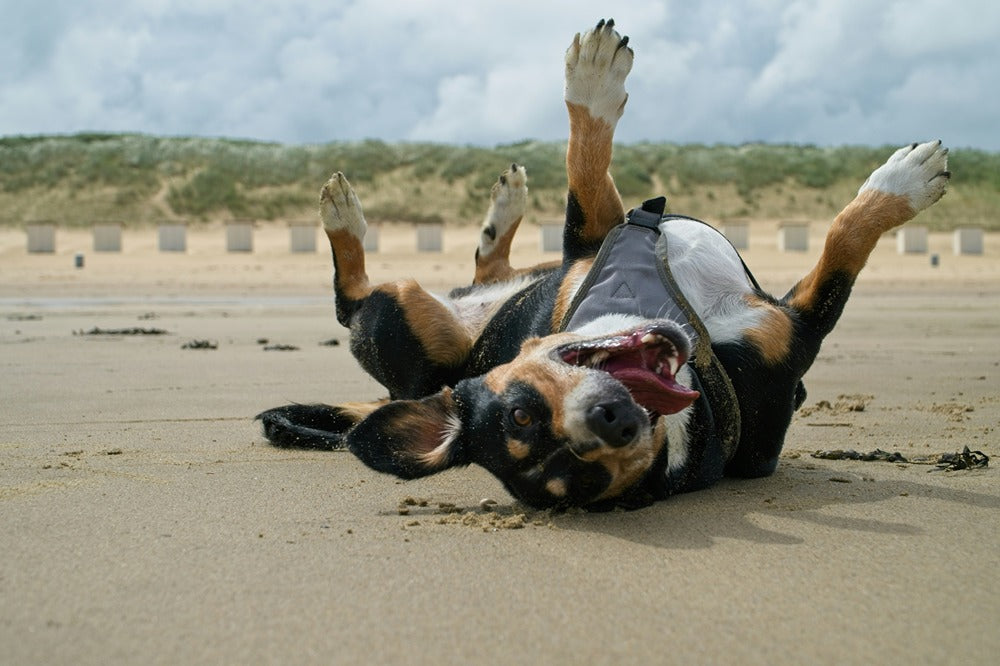 dog-friendly beaches