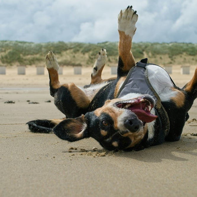 dog-friendly beaches
