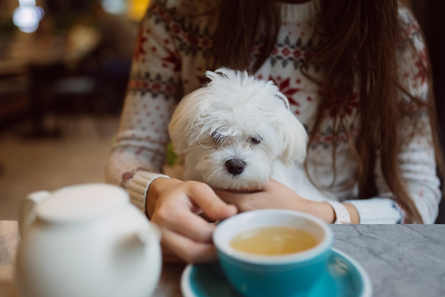dog looking at coffee