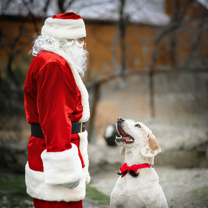 dog with santa