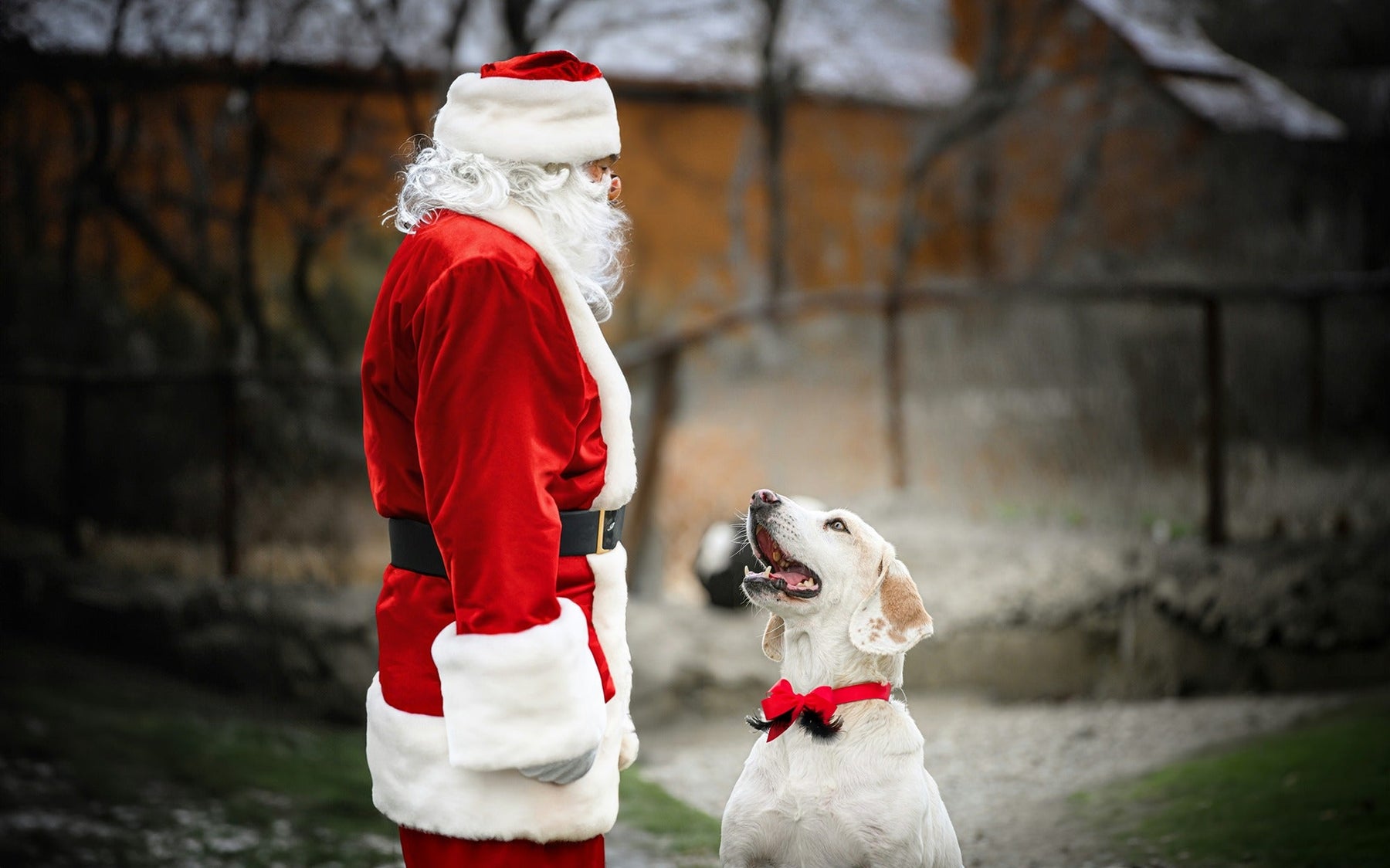 dog with santa