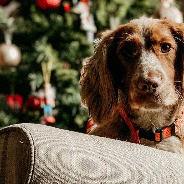 dog on sofa at christmas