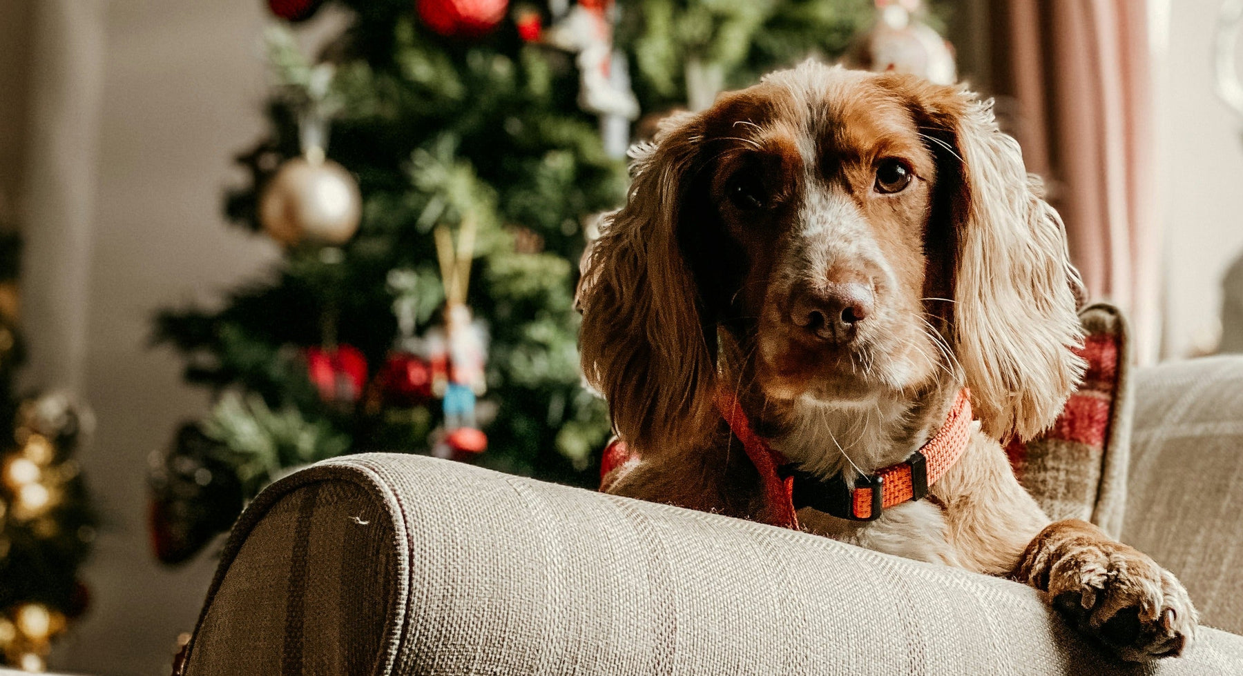 dog on sofa at christmas