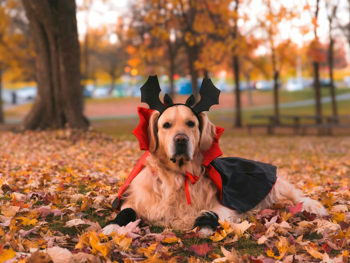 dog wearing vampire costume