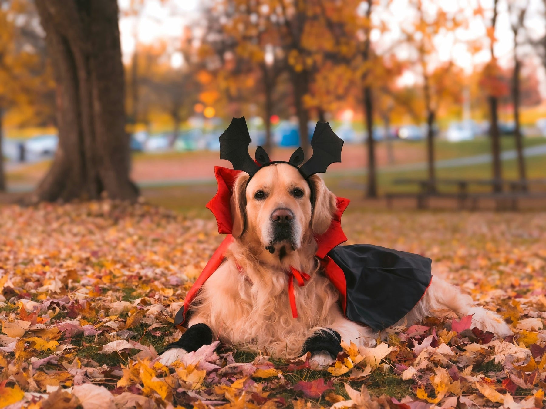 dog wearing vampire costume