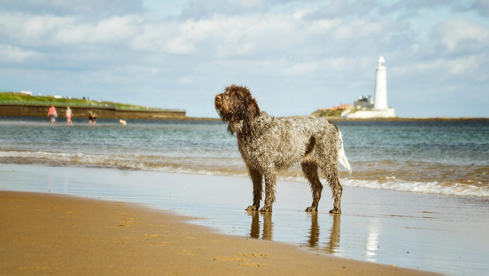 dog on beach