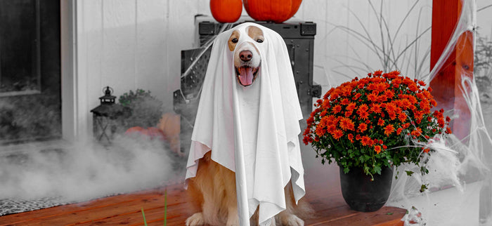 Dog Halloween Costume
