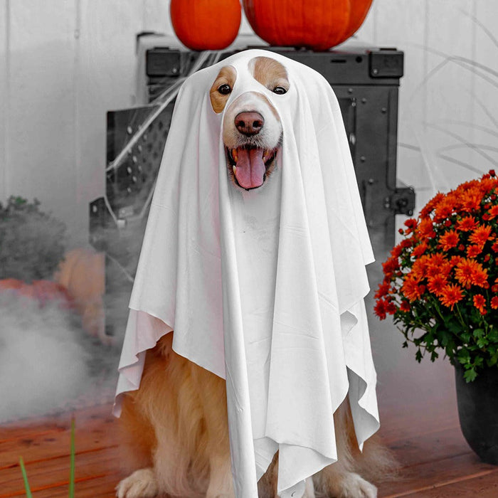 Dog Halloween Costume
