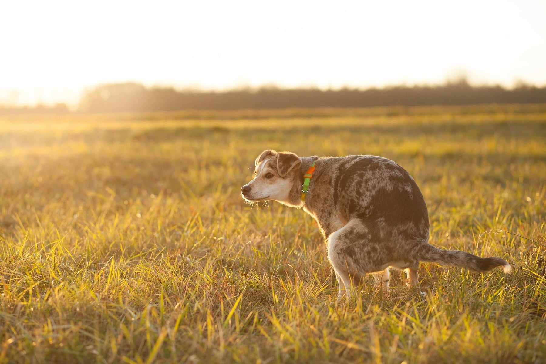 dog pooping in field