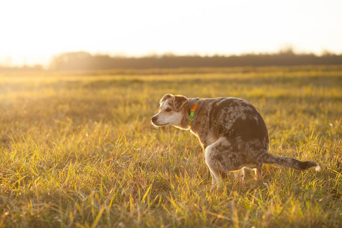 dog pooping in field
