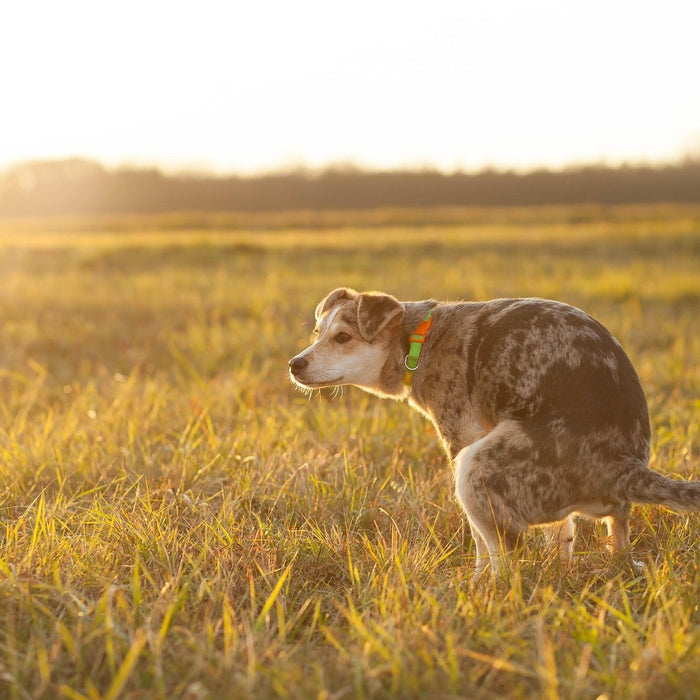 dog pooping in field