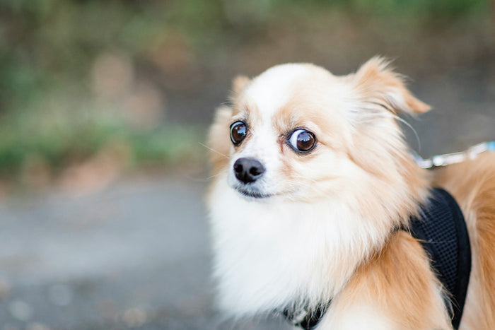 dog looking nervous