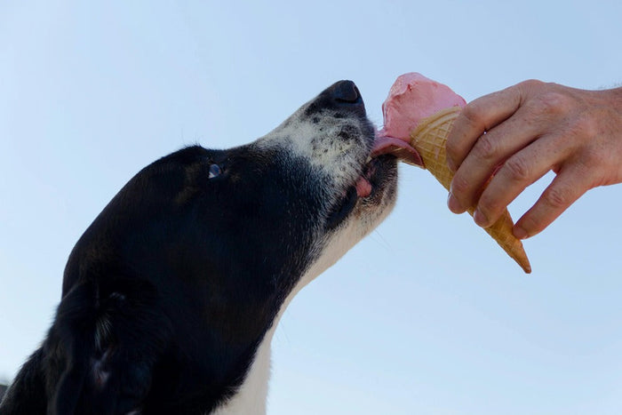 dog eating icecream
