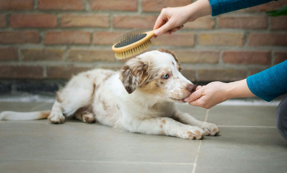 puppy being brushed