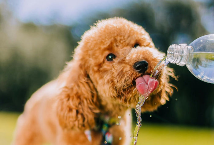 heatstroke in dogs