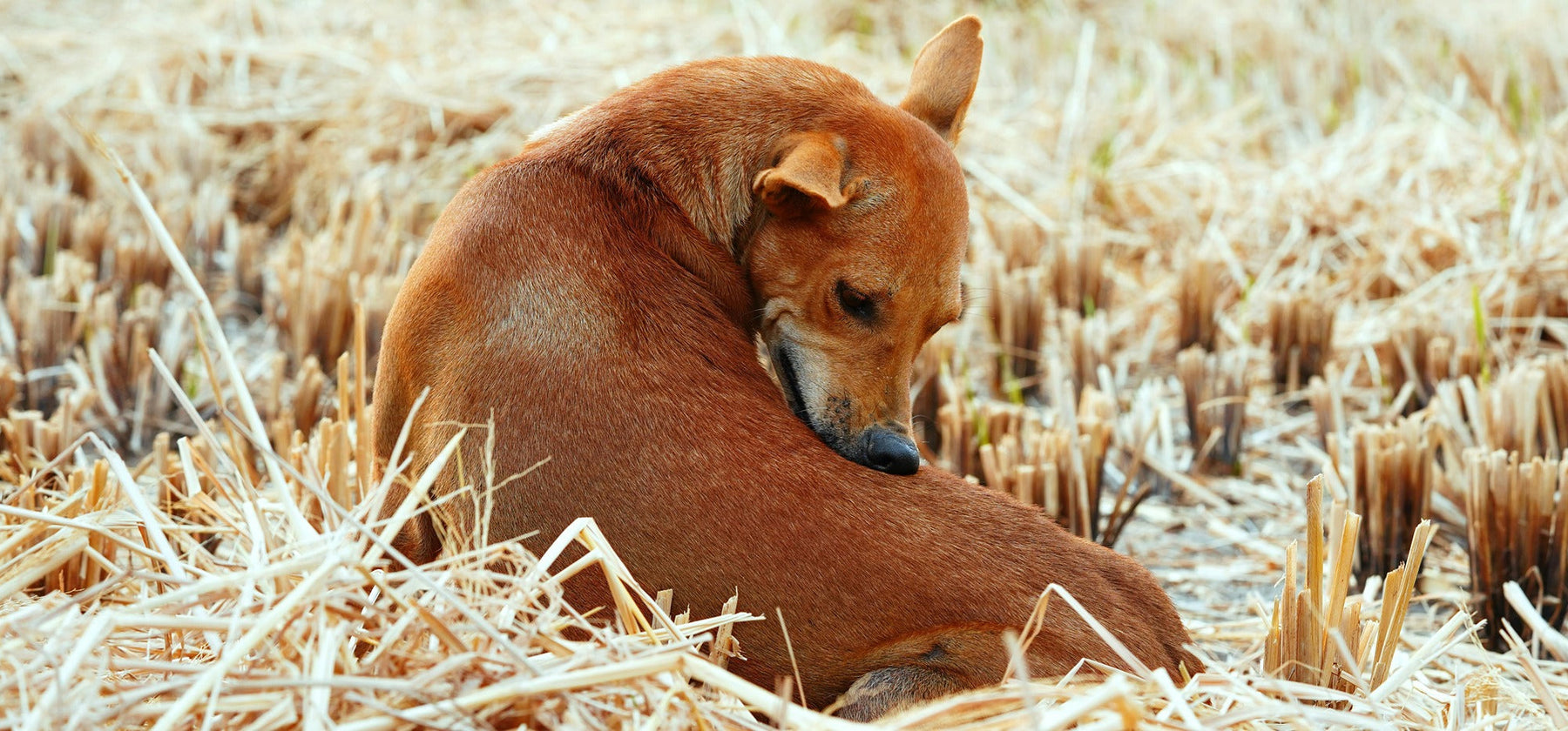 dog biting back