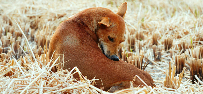 dog biting back
