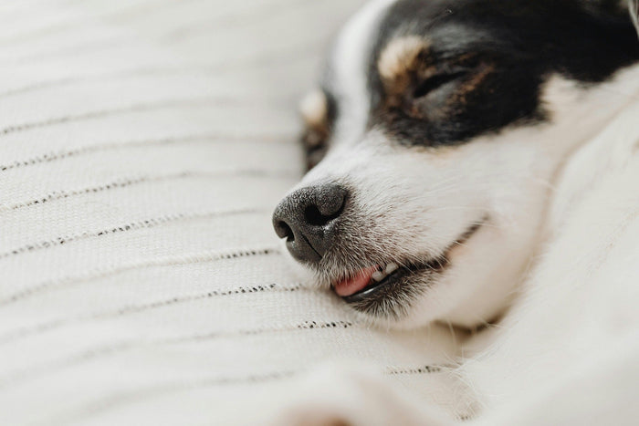 dog sleeping with tongue out