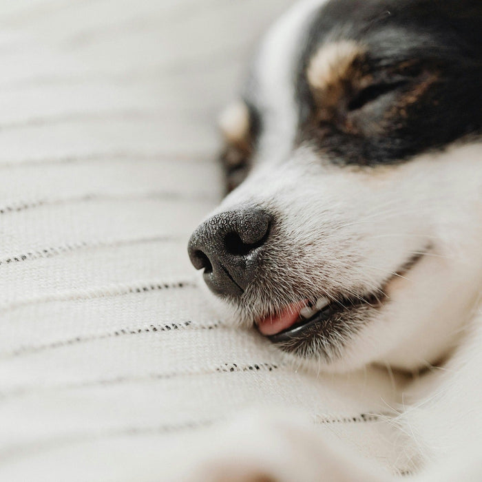 dog sleeping with tongue out