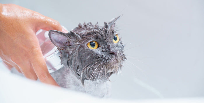 cat being bathed
