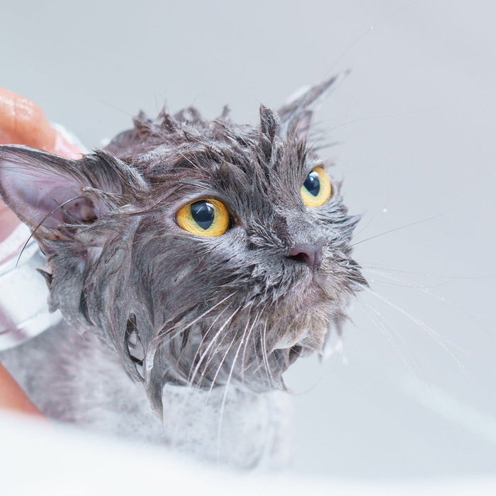 cat being bathed