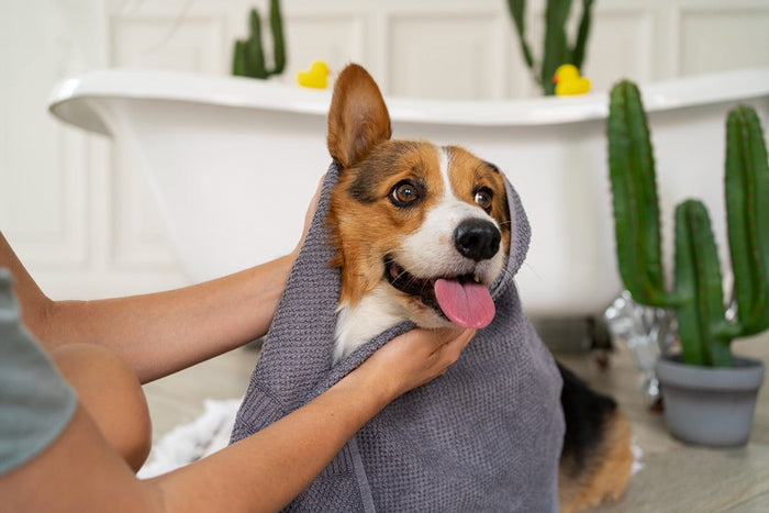 dog being dried