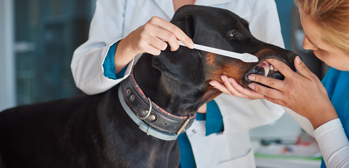 dog having teeth brushed