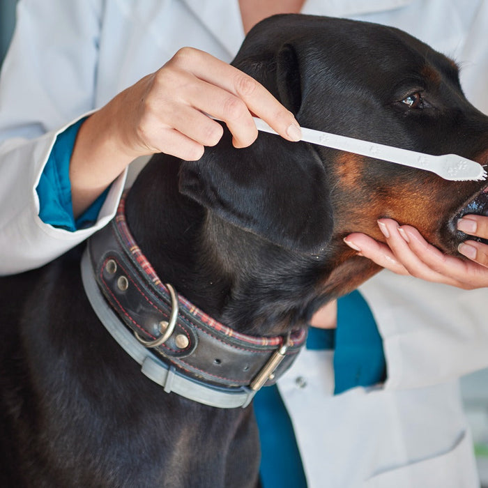 dog having teeth brushed